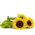 Slunečnice na přání